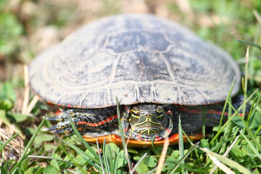 Painted Turtle (Chrysemys picta) coming out in spring in Illinois.