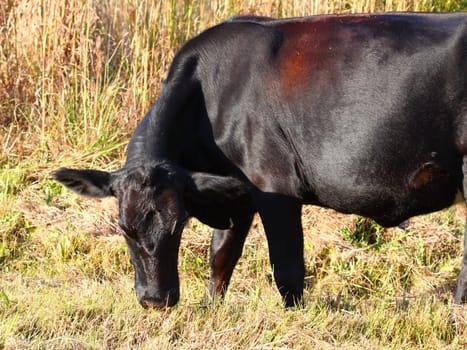 A large cow grazes on grass in central Florida.