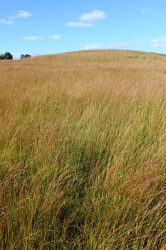A vast prairie covers the landscape of northern Illinois.