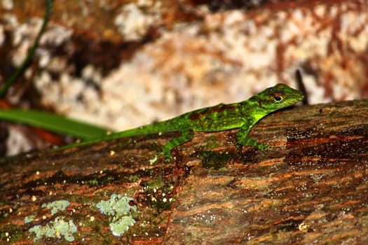 An Anole out on a rainy day in the tropical forests of Puerto Rico.