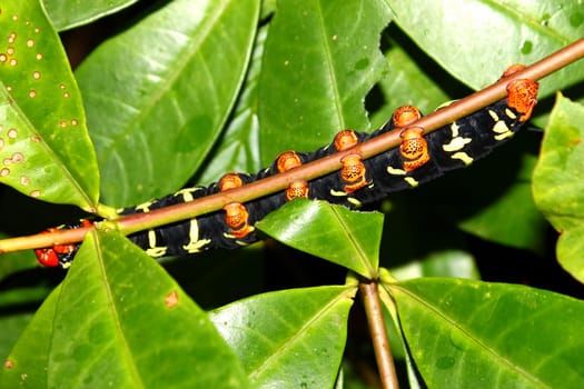 Tetrio sphinx (Pseudosphinx tetrio) Caterpillar in the rainforest of Puerto Rico.