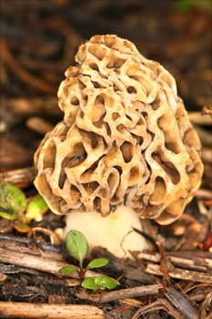 Morel mushroom grows in a prairie of northern Illinois.