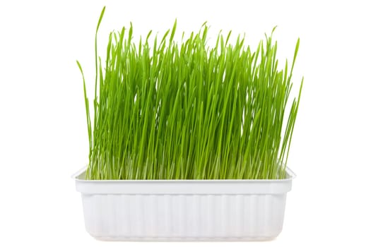 green wheat sprouts over a white background
