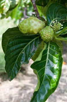 Noni, tropical fruit with medicinal properties
