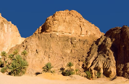 DATE PALMS IN THE SHADE OF THE BARE MOUNTAINS