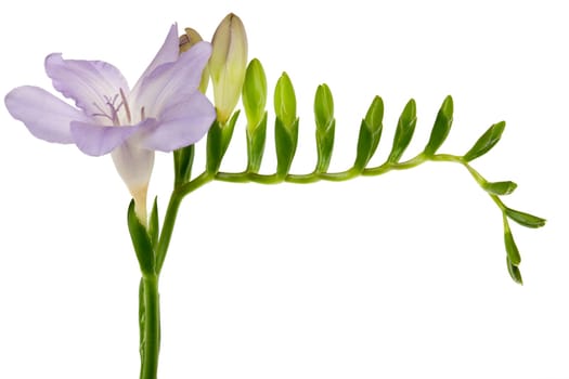Freesias with purple flower and buds against white background