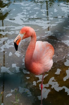Shot of flamingo standing in water in park