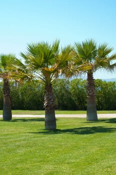 Shot of view from terrace on palm park