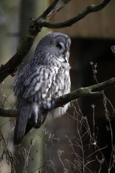Great grey owl