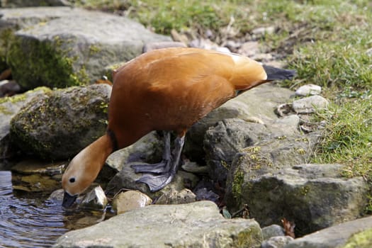 Ruddy shelduck