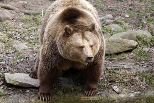 Brown bear