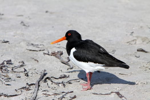 Oystercatcher
