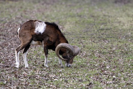 European mouflon (ram)