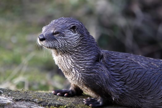 Eurasian river otter
