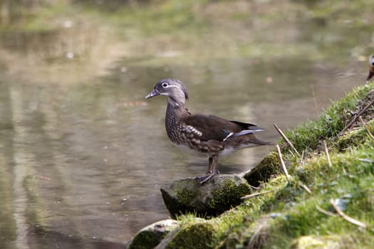 Female Bride Duck