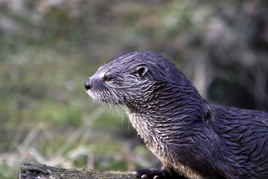 Eurasian river otter