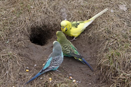 Budgie at breeding cave