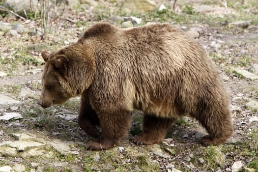 Brown bear