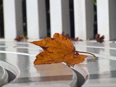 Autumn leaf