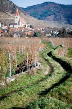 Path through vineyard leading to a village in danube valley