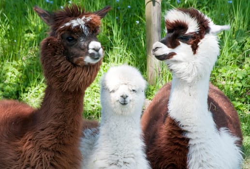 Three different alpacas colored brown and white