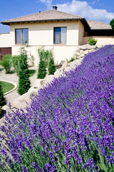 Luxury family house with lavender field in foreground
