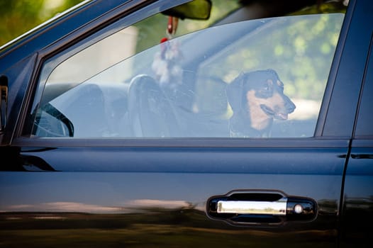 Dog inside of a car waiting on his owner