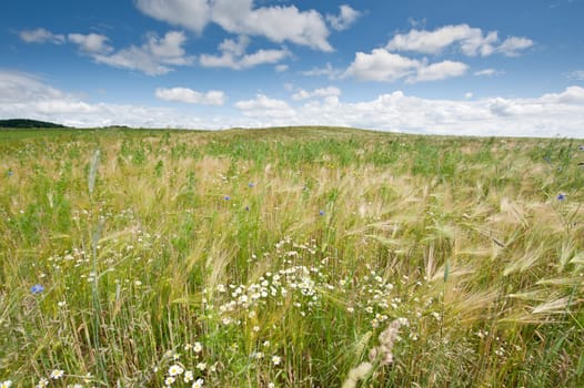 Cornfield in spring with cloudscape taken in austria