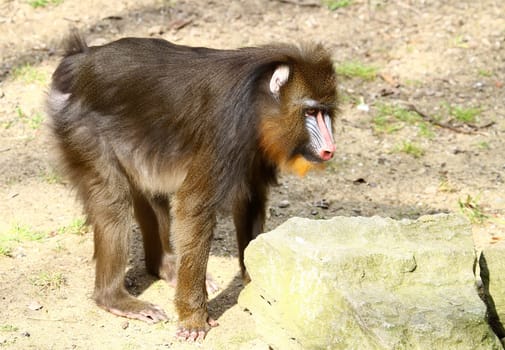 Mandrill