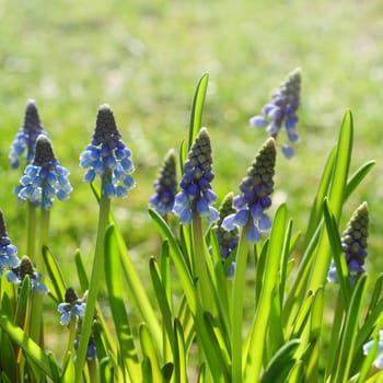 Hyacinths