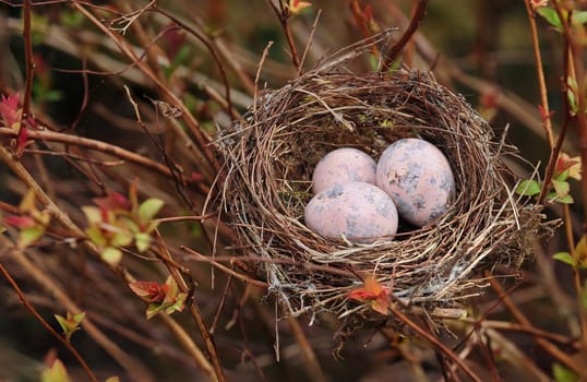 Bird's nest