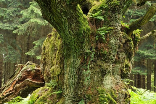 very old oak trunk in the Reinhardswald