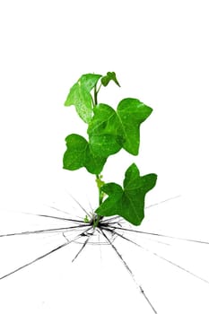 dewy green ivy grow from cracked ground
