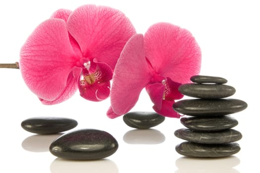 pebbles with beautiful orchid over a white background