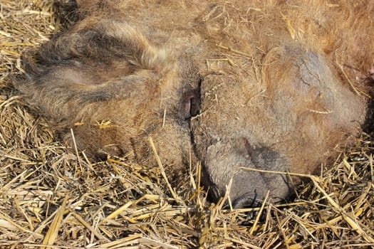 Sleeping woolly pig at Sababurg Zoo
