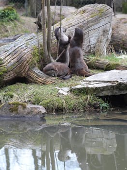 Otters playing at Sababurg Zoo