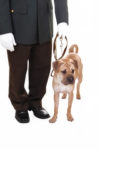 A watch man with his dog standing in the studio for white background, a sharpei dog on the leash, the man with white cloves.