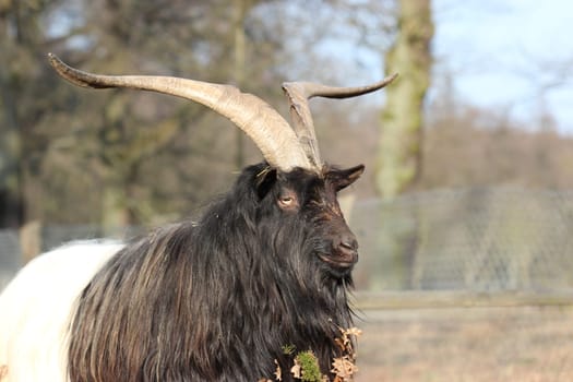 Valais black-necked goat at Sababurg Zoo