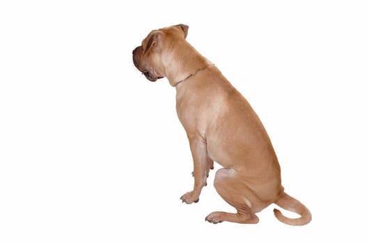 A puppy sharpei dog sitting on the floor showing his nice fur back, for white background with copy space.
