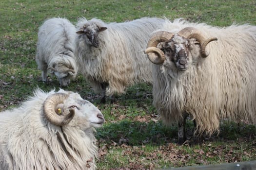 Two Wallachian rams at Sababurg Zoo