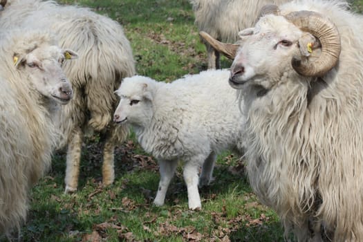 Wallachian sheep herd at Sababurg Zoo