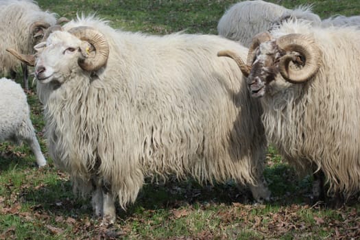 Two Wallachian rams at Sababurg Zoo