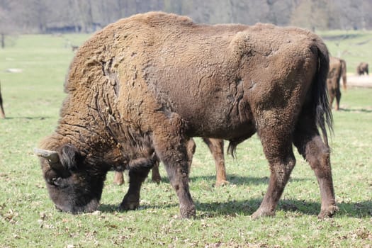 Bull bison at Sababurg Zoo