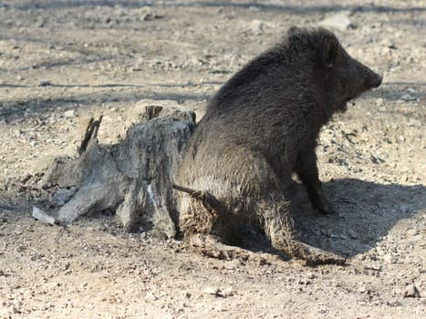 Young wild boar chafing on tree stump