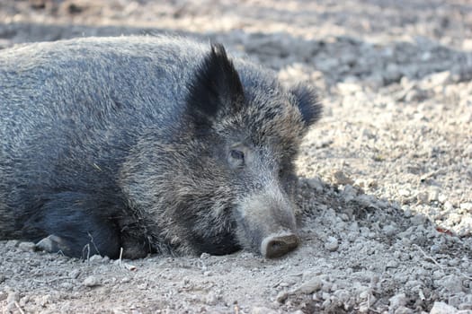 Sleeping wild boar at Sababurg Zoo