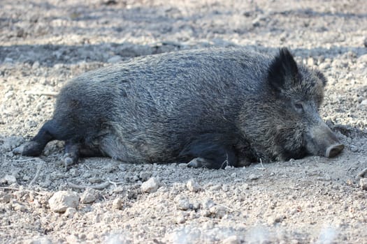 Sleeping wild boar at Sababurg Zoo
