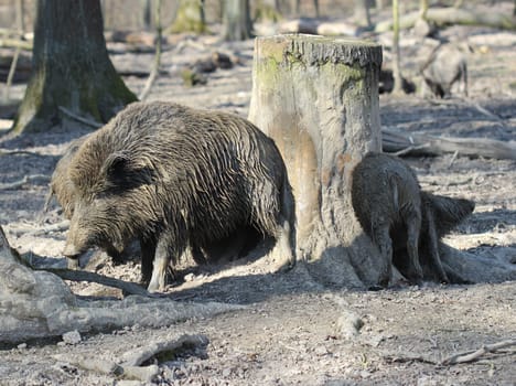 Wild boars chafe on tree stump