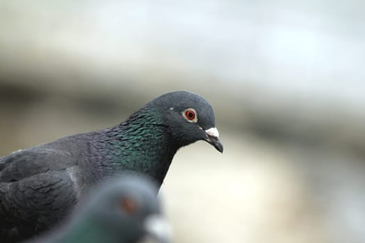 pigeon