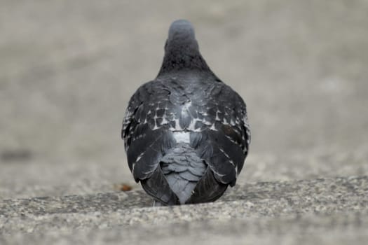 pigeon