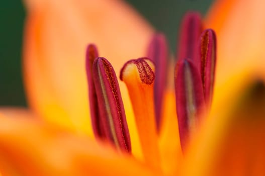 Detail - close-up - of the bloom of lily